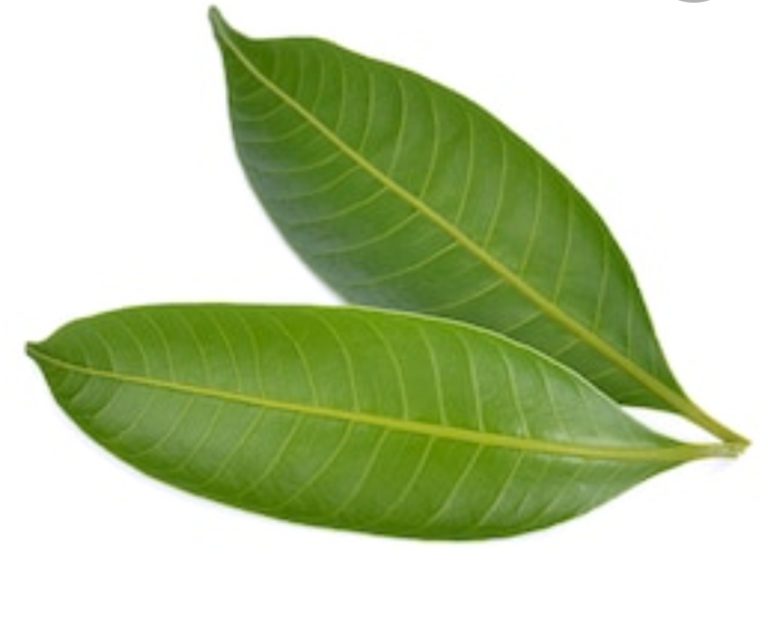 Mango Leaf SRI PUJA STORE